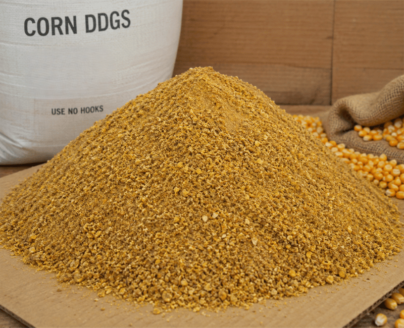 Corn DDGS Feed Ingredient Supplier